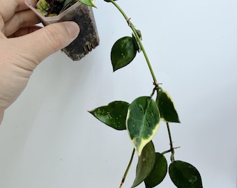 Hoya Lacunosa Asami Clone 2