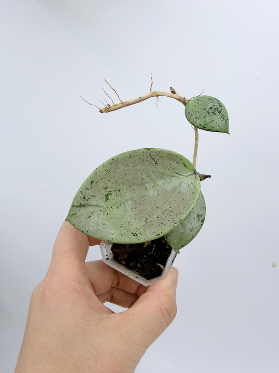 Hoya Verticillata Live Plant | Rare Silver Heart Leaf Hoya | Rooted Collector Houseplant | California Grown