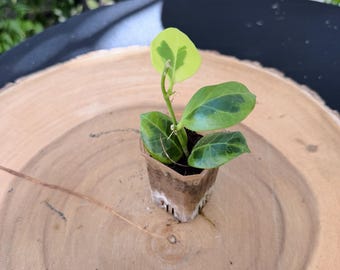 Hoya Obscura Variegated Live Plant | Rare Variegated Hoya | Rooted Collector Houseplant | California Grown