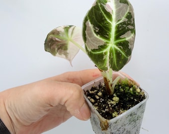 Alocasia Black Velvet Plant - Pink Variegated Indoor Houseplant