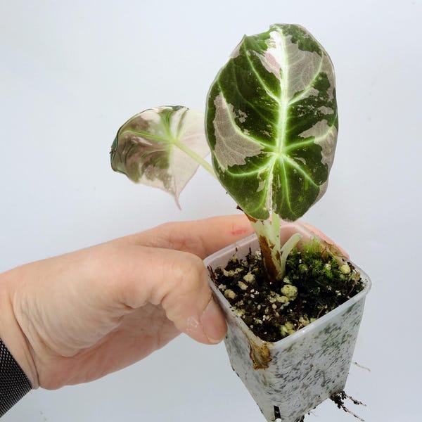 Alocasia Black Velvet Plant - Pink Variegated Indoor Houseplant