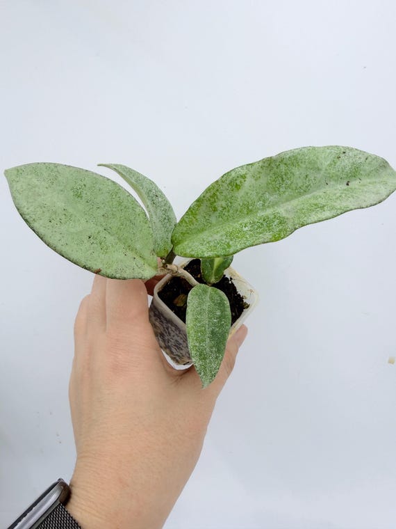 Hoya Nova Ghost Plant - Rare Silver Leaf Indoor Vine| Rooted Live Plant | Collector Houseplant | California Grown