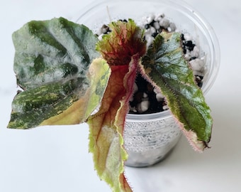 Begonia Ginny Galaxy Variegated