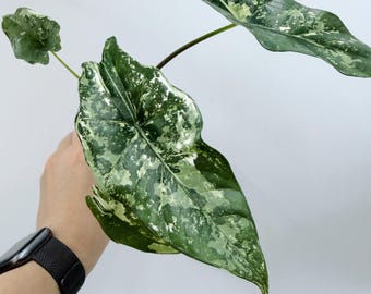 Variegated Alocasia 'Simpo' Plant: Creamy White and Green Leaves