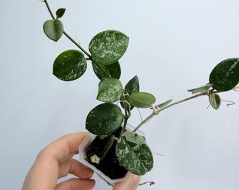 Hoya Mathilde Splash Plant - Unique Variegated Leaves