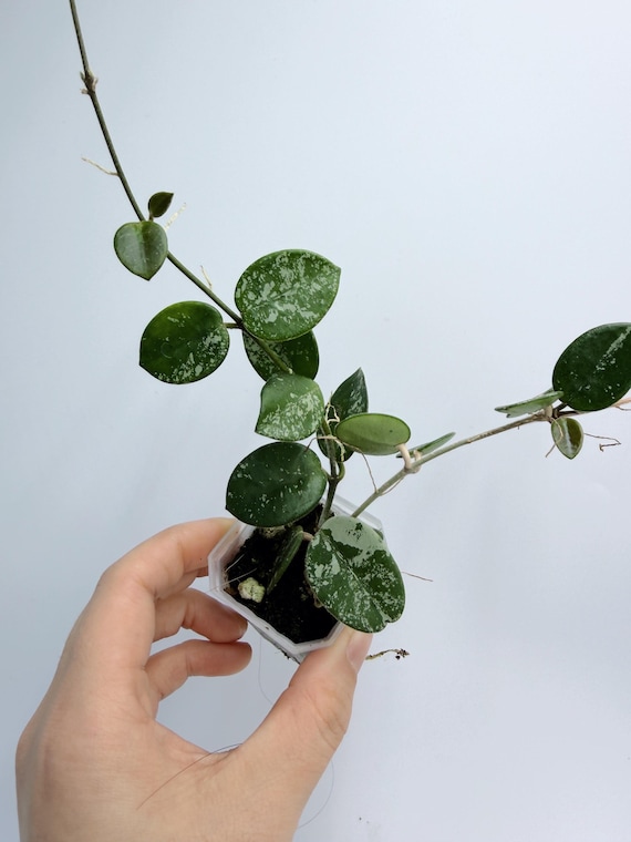 Hoya Mathilde Splash Plant - Unique Variegated Leaves| Rooted Live Plant | Collector Houseplant | California Grown
