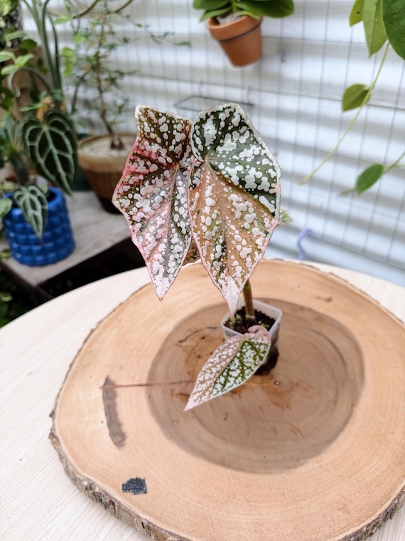 Begonia Snow Capped Pink #34| Rooted Live Plant | Collector Houseplant | California Grown