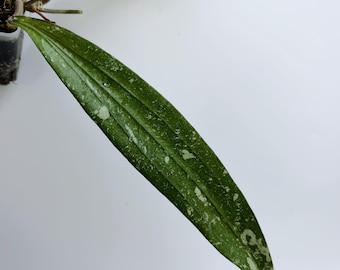 Hoya sp. Bengkulu (Rindu Rafflesia)