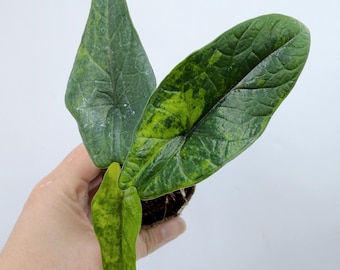 Alocasia Scalprum Plant: Variegated Aurea - Rare Indoor Houseplant