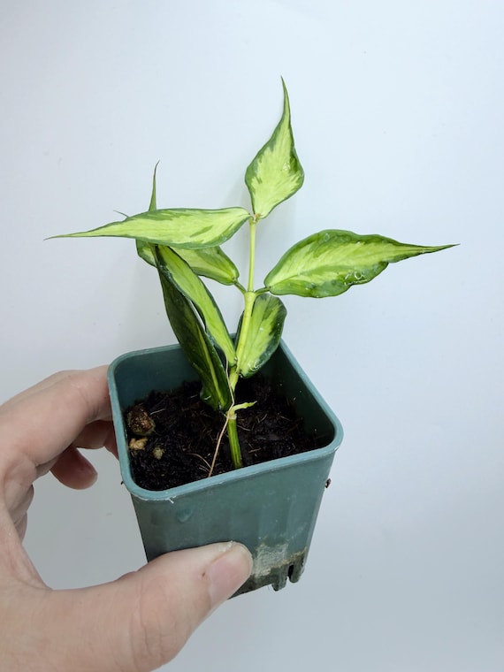Rare Variegated Hoya Polyneura Live Plant | Inner Variegated Fishtail Hoya | Rooted Houseplant