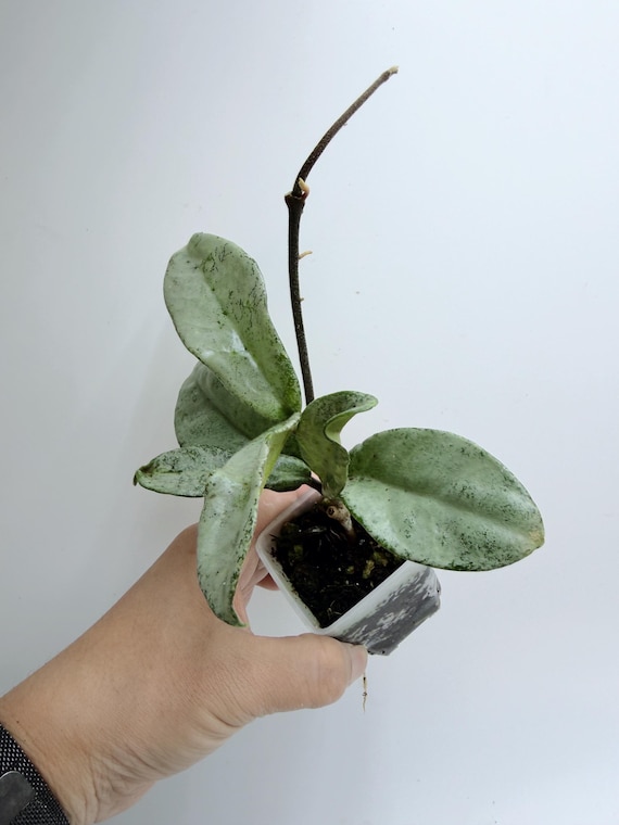 Rare Hoya Nova Ghost Live Plant | Silver Ghost Hoya | Rooted Collector Houseplant