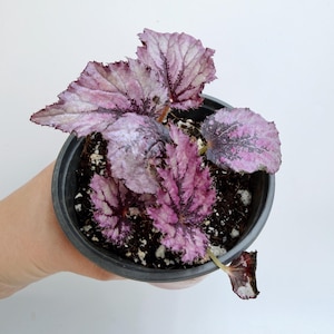 Begonia Rouge Variegated - Etsy