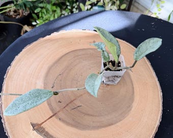 Hoya Nova Ghost Live Plant | Rare Silver Variegated Hoya | Rooted Collector Houseplant | California Grown