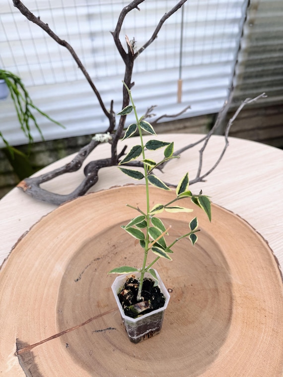 Hoya Bella Outer Variegated Live Plant | Rare Rooted Collector Houseplant | California Grown