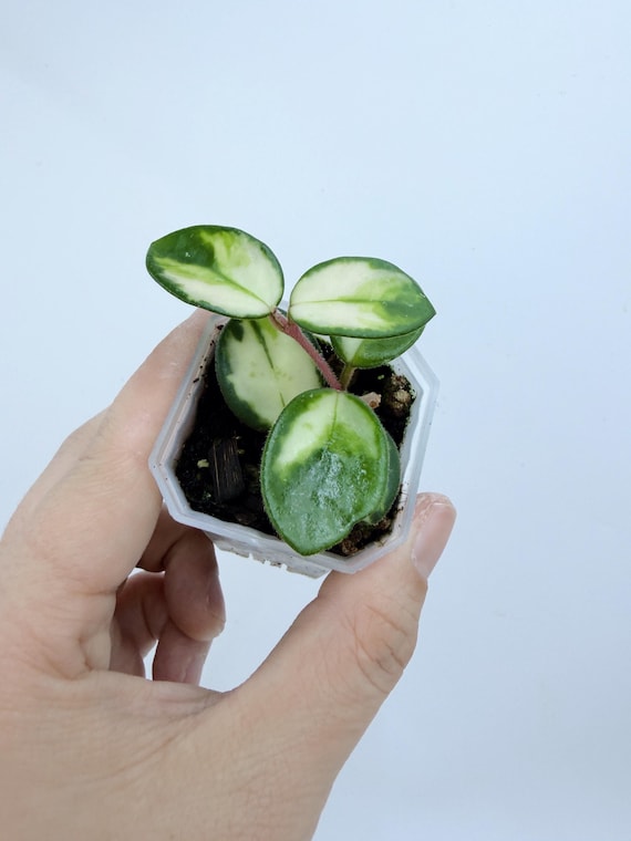 Rare Hoya Mathilde Variegated Live Plant | Splashy Silver Vine | Rooted Collector Houseplant