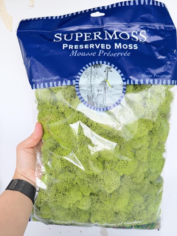 Preserved Reindeer Moss | Natural Green Moss for Terrariums & Decor | Long Lasting Indoor Plant Decor
