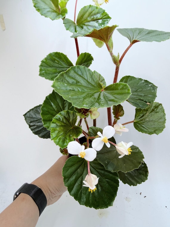 Begonia Cucullata| Rooted Live Plant | Collector Houseplant | California Grown