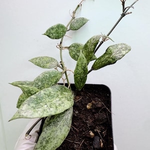 Hoya Lacunosa Royal Flush