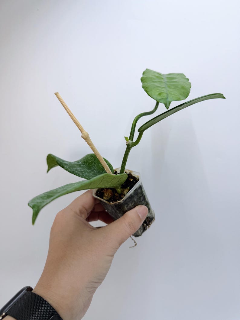 Leafecho Hoya Globulosa Plant