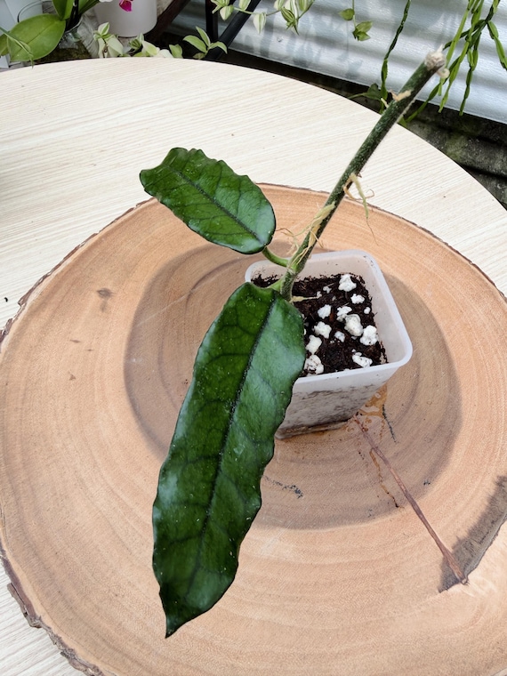 Hoya Globulosa Long Leaf Live Plant | Rare Hoya Houseplant | Collector Wax Plant California Grown