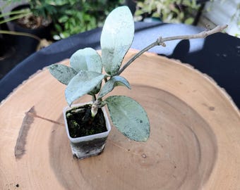 Hoya Nova Ghost Live Plant | Rare Silver Variegated Hoya | Rooted Collector Houseplant | California Grown