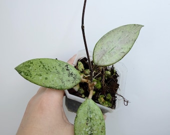 Rare Hoya Snow Cui Silver Plant: Compact Silver-Variegated Leaves| Rooted Live Plant | Collector Houseplant | California Grown