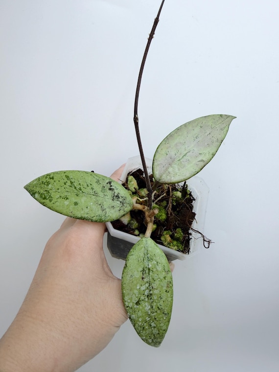 Hoya Snow Cui Silver Live Plant | Rare Silver Splash Hoya | Rooted Collector Houseplant | California Grown