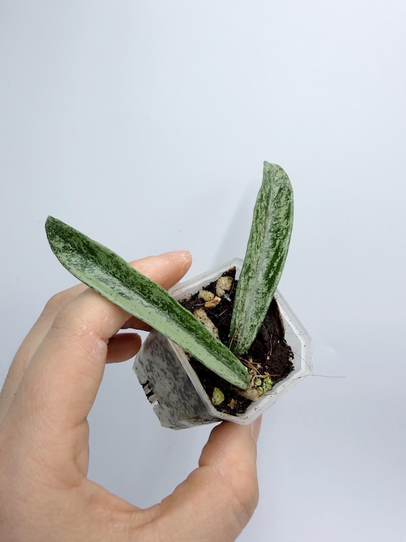 Hoya Minibelle Splash Plant, Variegated Leaves (Indoor, Small Size)| Rooted Live Plant | Collector Houseplant | California Grown