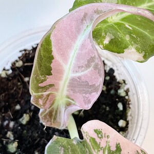 Alocasia Black Velvet Pink Variegated image 4