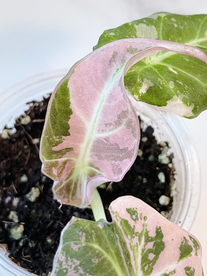 Alocasia Black Velvet Pink Variegated image 4