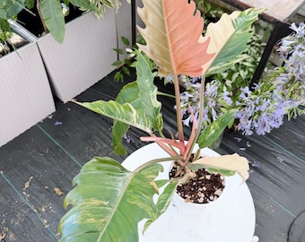 Philodendron Caramel Marble| Rooted Live Plant | Collector Houseplant | California Grown