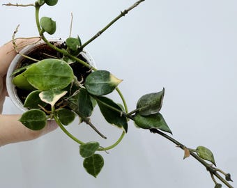 Hoya Lacunosa: Rare Asami Clone - Silver Green Foliage