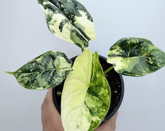 Alocasia Dragon Scale Albo