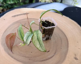 Philodendron Micans Pink Mint Live Plant | Rare Pink Variegated Philodendron | Rooted Collector Houseplant | California Grown