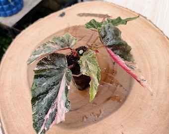Begonia Ginny Galaxy Variegated| Rooted Live Plant | Collector Houseplant | California Grown