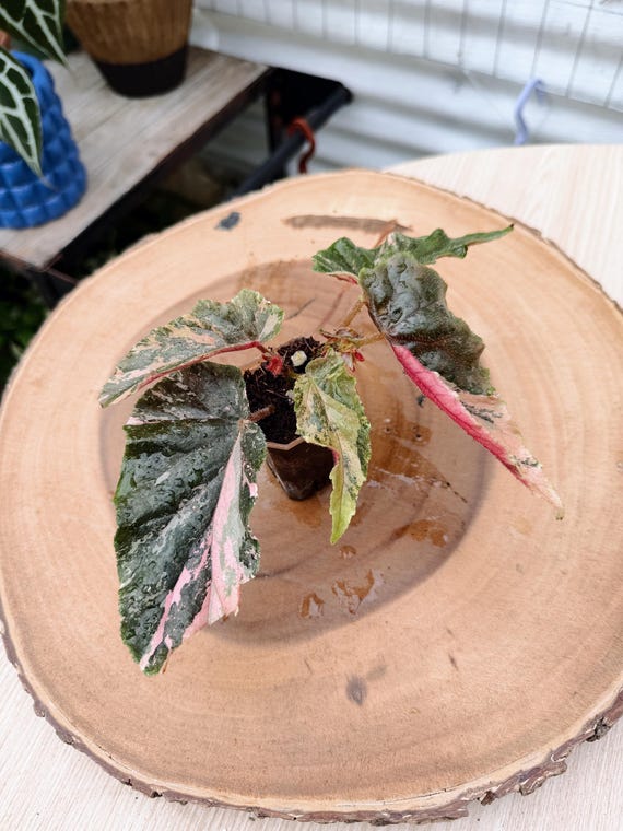 Begonia Ginny Galaxy Variegated Live Plant | Rare Pink Silver Star Begonia | Rooted Collector Houseplant | California Grown