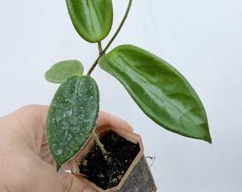 Hoya Vangviengiensis Plant - Slender Silver Leaves, Compact Size| Rooted Live Plant | Collector Houseplant | California Grown