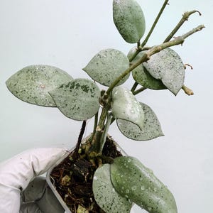 Hoya Lacunosa Silver Mint Coin