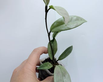 Hoya Polyneura Broget Hoya Polyneura Silver Fully Rooted Plant