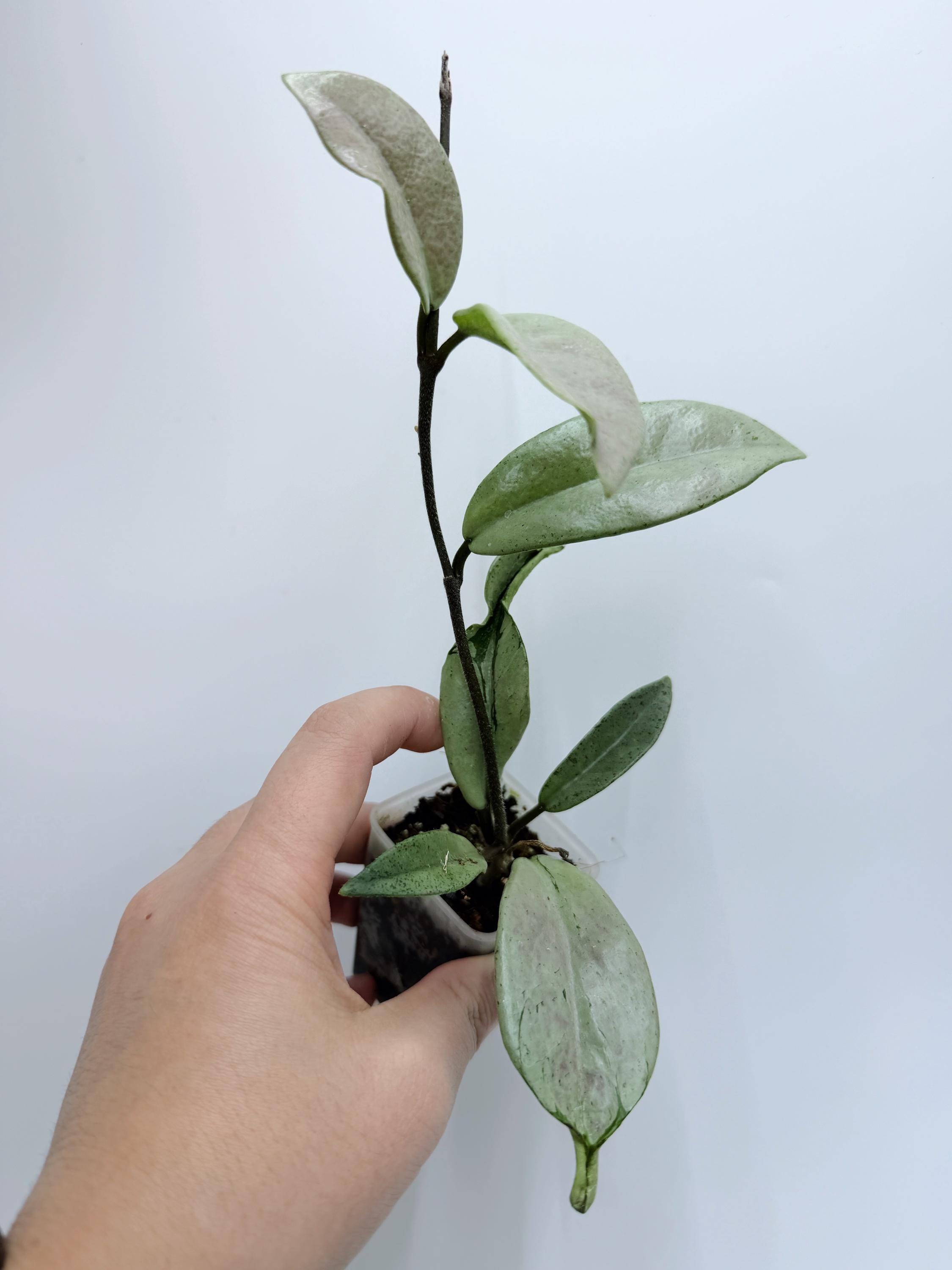 Hoya Lyi Noid - Etsy