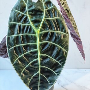 Alocasia Watsoniana Variegated Mother Plant image 7