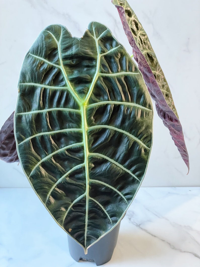 Alocasia Watsoniana Variegated Mother Plant image 7