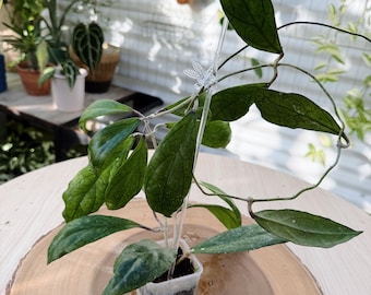 Rare Hoya RHM1047 Moonshadow x Jennifer Live Plant | Hybrid Hoya | Rooted Collector Houseplant
