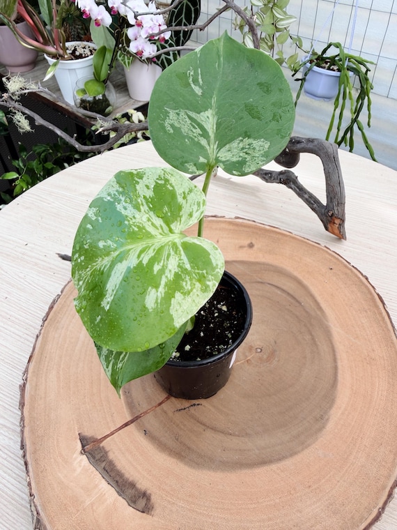 Monstera Bulbasaur Live Plant | Rare Collectible Houseplant | Unusual Monstera Indoor Plant California Grown
