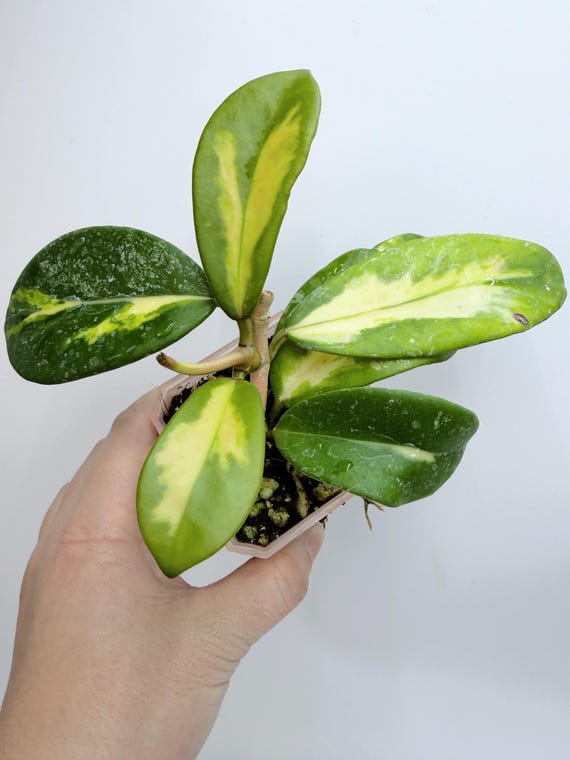 Hoya Diversifolia Maharani Variegata (Rare Variegated Indoor Plant)| Rooted Live Plant | Collector Houseplant | California Grown