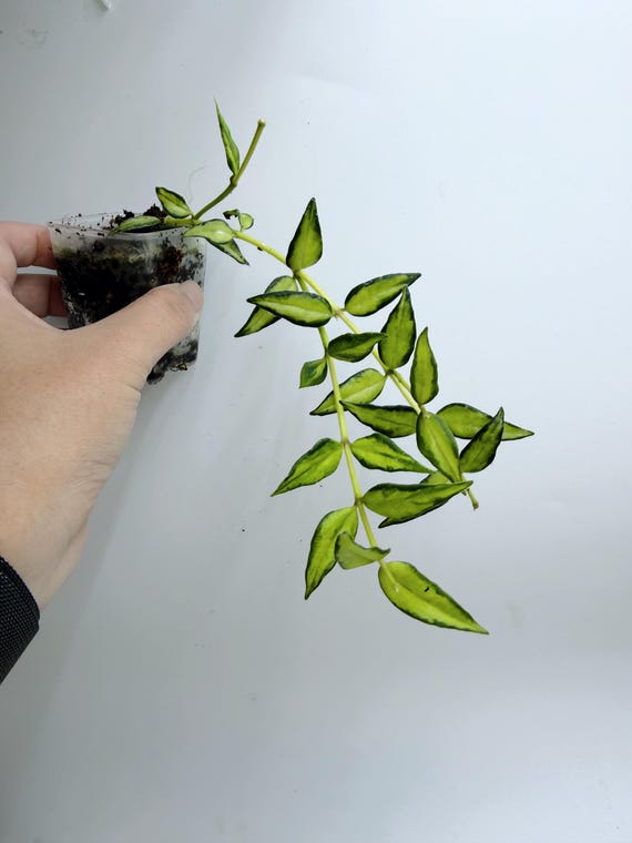 Rare Hoya Bella Inner Variegated Live Plant | Variegated Heart Leaves | Rooted Collector Houseplant