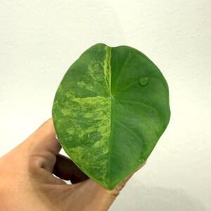 Alocasia Nebula Aurea