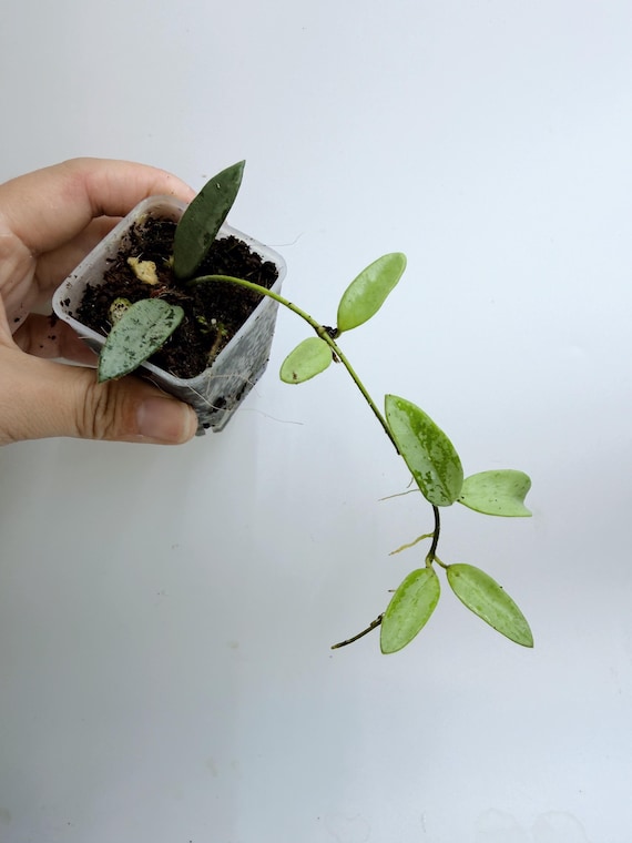 Hoya Lima Silver| Rooted Live Plant | Collector Houseplant | California Grown
