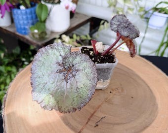Begonia Super Universe Live Plant | Rare Variegated Begonia | Rooted Collector Houseplant | California Grown