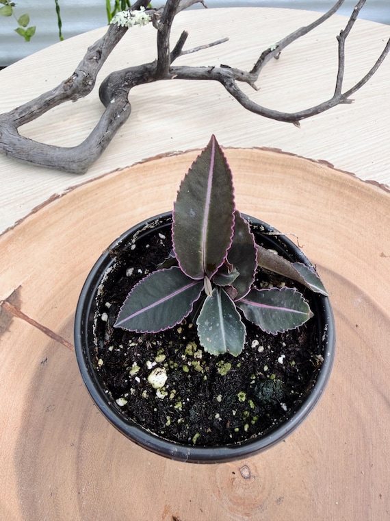Labisia Electric Pink Live Plant | Rare Pink Foliage Collector Houseplant | California Grown